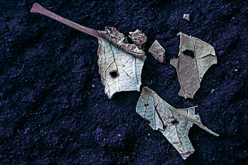 Shattered Leaf Face Separating Atop Pavement (Blue Tint)