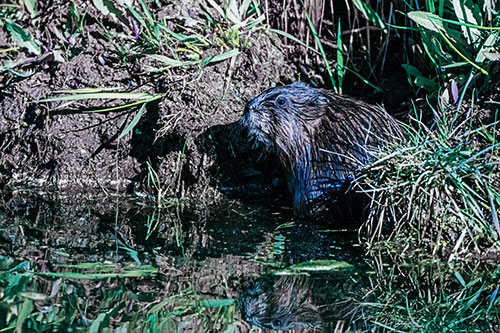 Shy Muskrat Sits Among Shallow Stream (Blue Tint)
