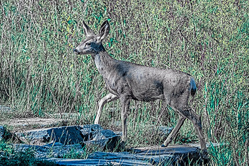 Side Glancing Mule Deer Walking Up Stepping Stones (Blue Tint)