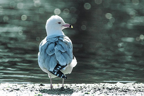 Sideways Glancing Seagull Observing Lake Surroundings (Blue Tint)