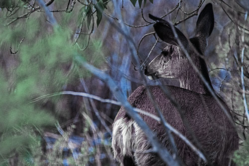 Sideways Glancing White Tailed Deer Beyond Tree Branches (Blue Tint Photo)