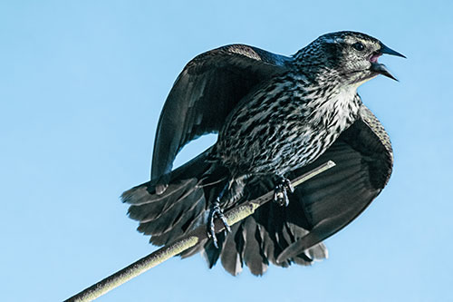 Singing Female Red Winged Blackbird Gripping Broken Cattail (Blue Tint)