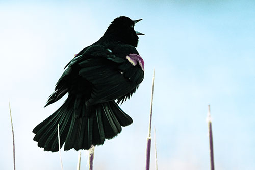 Singing Red Winged Blackbird Atop Cattail Branch (Blue Tint Photo)