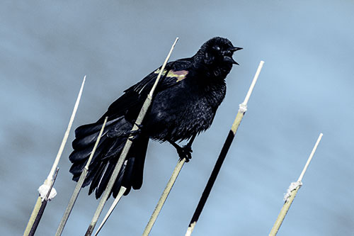 Singing Red Winged Blackbird Gripping Ahold Between Leaning Cattail Branches (Blue Tint)