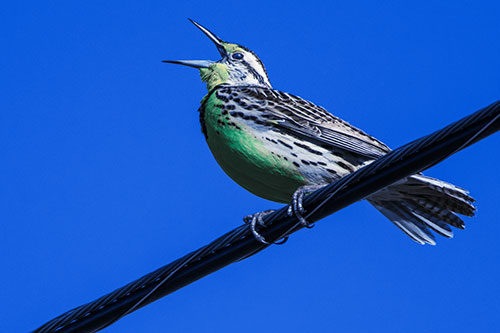 Singing Western Meadowlark Perched Atop Powerline Wire (Blue Tint Photo)