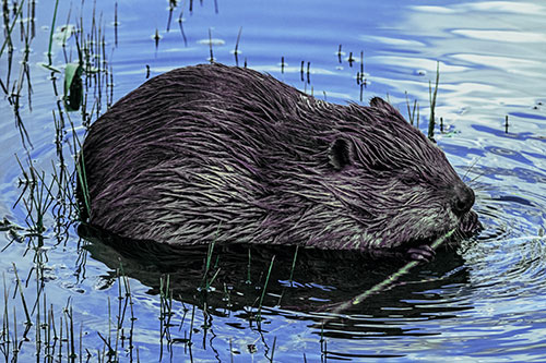 Sitting Beaver Nibbles Branch Along Shallow Rivershore (Blue Tint)