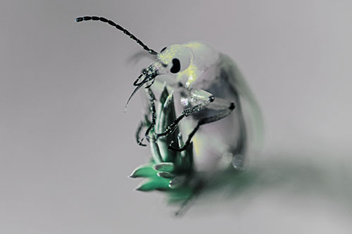 Sitting Blister Beetle Riding Plant Top (Blue Tint)