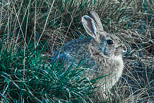 Sitting Bunny Rabbit Enjoying Sunrise Among Grass (Blue Tint Photo)