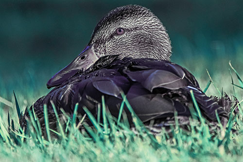 Sitting Mallard Duck Resting Among Grass (Blue Tint Photo)