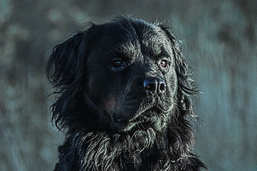 Sitting Rottweiler Dog Poses Among Sunrise (Blue Tint)