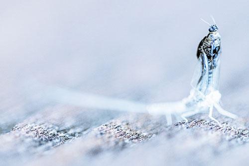 Skin Shedding Mayfly Rises Upwards (Blue Tint)