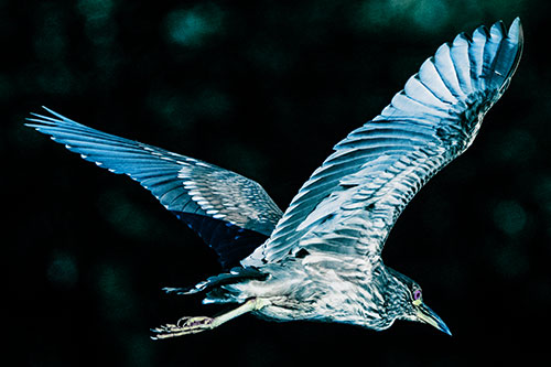 Skittish Black Crowned Night Heron Flying Towards Seclusion (Blue Tint)