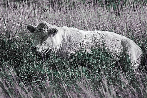 Sleeping Cow Resting Among Grass (Blue Tint)
