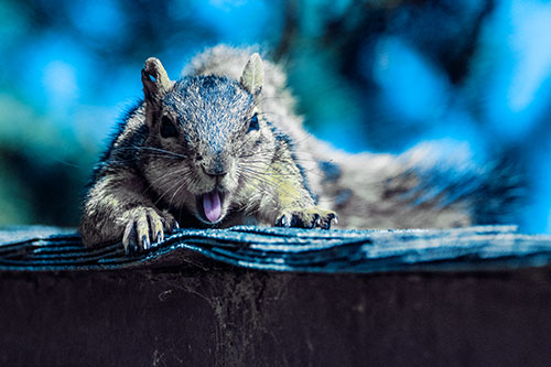 Sleepy Squirrel Yawning Among Rooftop (Blue Tint)
