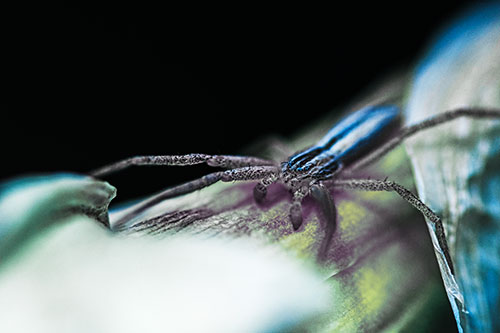 Slender Crab Spider Sprawled Out Among Plant (Blue Tint)