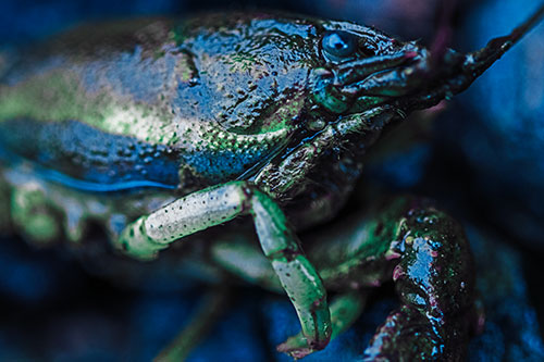 Slimy Wet Bulging Eyed Crayfish (Blue Tint Photo)