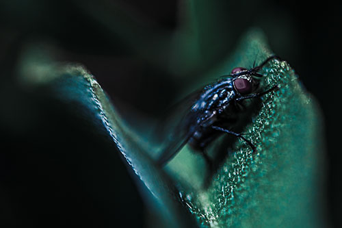 Sloping Cluster Fly Hangs Onto Leaf Petal (Blue Tint)