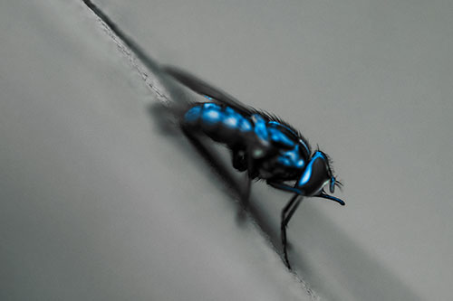 Sloping Perched Cluster Fly Cleaning Itself (Blue Tint)
