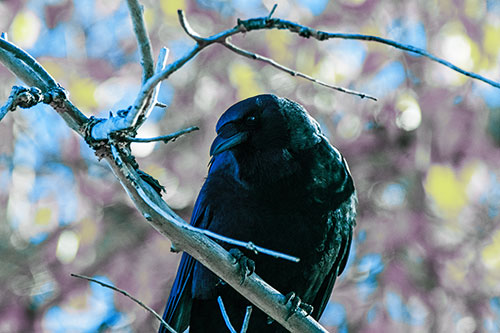 Sloping Perched Crow Glancing Downward Atop Tree Branch (Blue Tint Photo)
