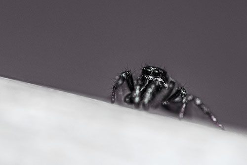Sloping Perched Jumping Spider Watches Closely (Blue Tint)