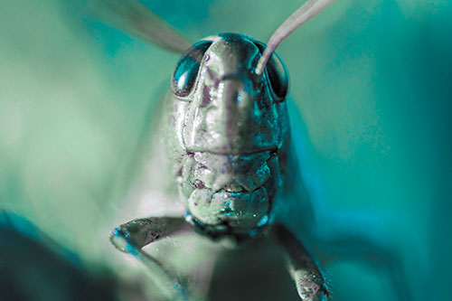 Smiling Grasshopper Enjoying Sunshine (Blue Tint)