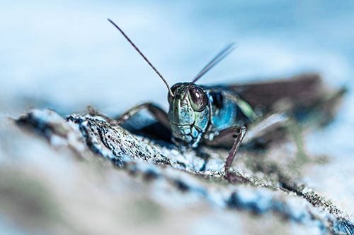 Smiling Grasshopper Grabbing Ahold Tree Stump (Blue Tint Photo)