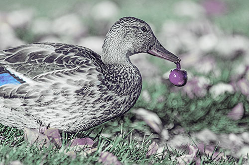 Smiling Mallard Duck Carries Cherry Across Grass (Blue Tint)