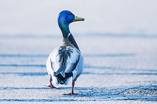 Smiling Mallard Duck Walking Down Sidewalk (Blue Tint Photo)