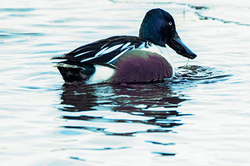 Smiling Northern Shoveler Duck Swimming Calm River Water (Blue Tint Photo)