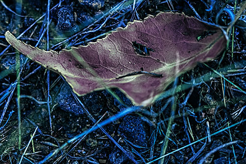 Smirking Fish Shaped Leaf Face Among Sticks (Blue Tint Photo)
