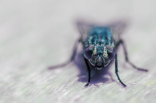 Smirking Open Mouthed Cluster Fly Watching Closely (Blue Tint)