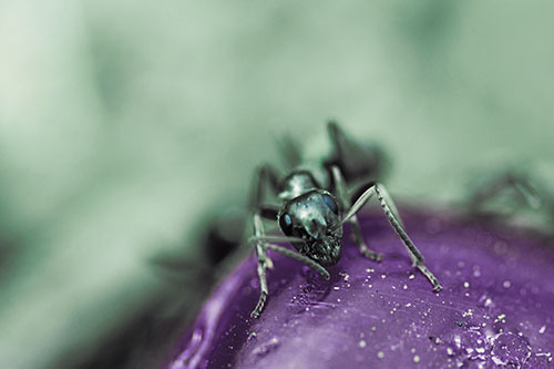 Snarling Carpenter Ant Guarding Sugary Treat (Blue Tint Photo)