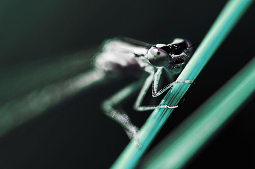 Snarling Damselfly Hangs Onto Grass Blade (Blue Tint)