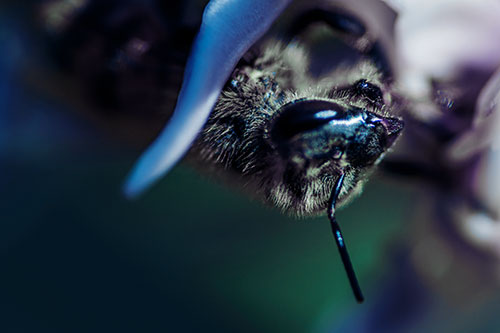 Snarling Honey Bee Clinging Flower Petal (Blue Tint Photo)