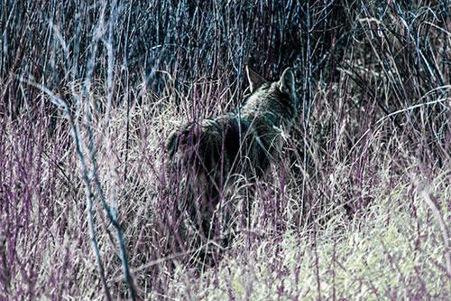 Sneaking Coyote Hunting Through Trees (Blue Tint Photo)