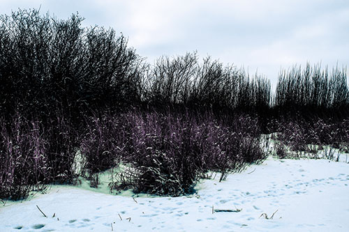 Snow Covered Tall Grass Surrounding Trees (Blue Tint Photo)