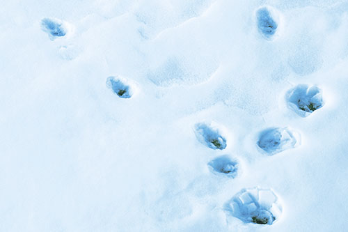 Snowy Animal Footprints Changing Direction (Blue Tint Photo)