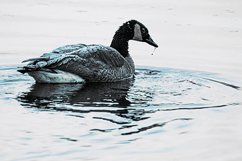 Snowy Canadian Goose Dripping Water Off Beak (Blue Tint Photo)