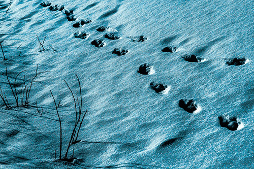 Snowy Footprints Along Dead Branches (Blue Tint Photo)