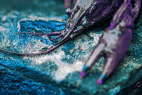 Soaked Crayfish Among Wet Shore Rock (Blue Tint Photo)