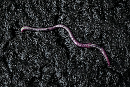 Soaked Earthworm Wiggles Across Wet Pavement (Blue Tint)