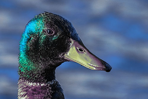 Soaked Male Mallard Duck Watching Among Lake (Blue Tint)