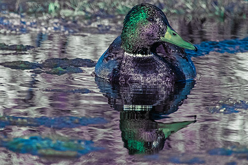 Soaked Mallard Duck Casts Pond Water Reflection (Blue Tint Photo)