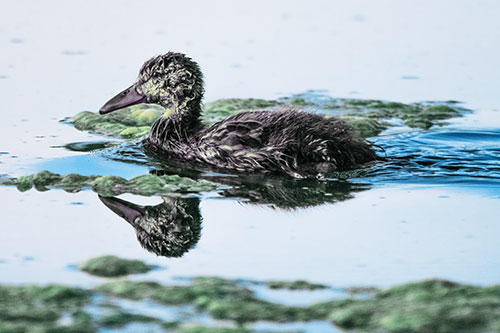 Soaked Mallard Duckling Swimming Past Algae (Blue Tint)