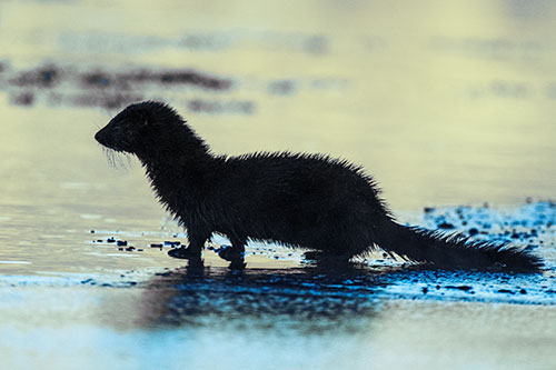 Soaked Mink Contemplates Swimming Across River (Blue Tint Photo)