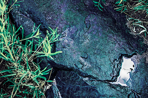Soaked Puddle Mouthed Rock Face Among Plants (Blue Tint Photo)