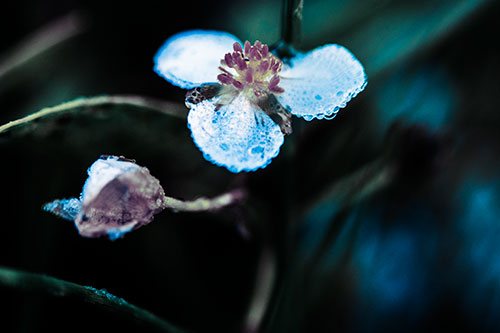 Soaking Wet Frogbit Flower Dew (Blue Tint Photo)