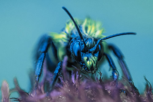 Soaking Wet Honey Bee Standing Atop Blanket Flower (Blue Tint)