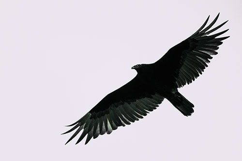 Soaring Turkey Vulture Flying Among Sky (Blue Tint Photo)
