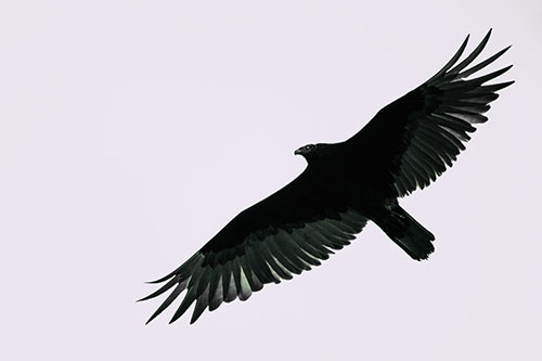 Soaring Turkey Vulture Flying Among Sky (Blue Tint)